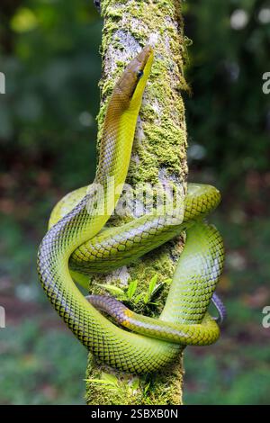 Green rat snake, Mulu, Sarawak, Malaysia Stock Photo