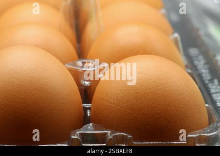 Large brown eggs in a plastic carton close up Stock Photo