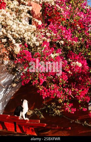 A black and white Tuxdedo cat sits in front of red and white bougainvillea flowers and looks into the sun, Oia, Cyclades, Greece Stock Photo