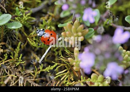 Seven-spot ladybird or seven-spot ladybird (Coccinella septempunctata), Switzerland, Europe Stock Photo