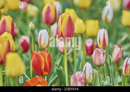 Different colors tulip flowers in the spring time garden Stock Photo Different colors tulip flowers in the spring time garden Stock Photo