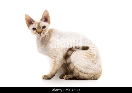 Devon Rex cat posing against white background Stock Photo
