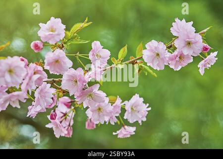 Blossom of Japanese Cherry (Sakura) in the Spring Varna, Bulgaria, Europe Stock Photo