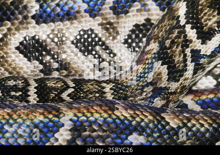 Snake Skin In Spectrum Daugavpils, Latvia, Europe Stock Photo