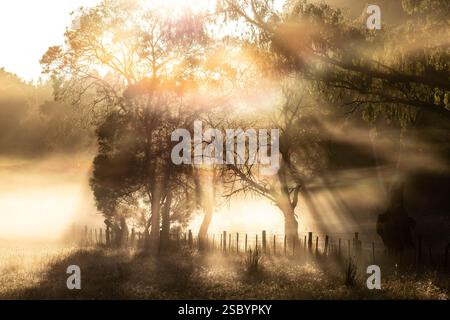 Foggy sunlight streaming through the trees Stock Photo