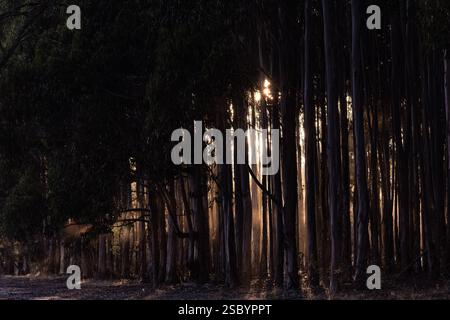 Sunlight streaming through forest trees Stock Photo