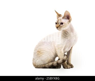 Devon Rex cat posing against white background Stock Photo
