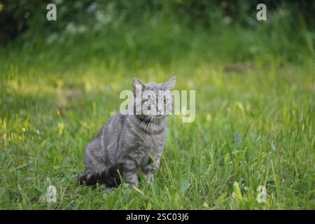 Gray cat sitting in a lush, green grass field Stock Photo