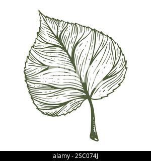 Green sceleton image of leaf over white background Stock Photo