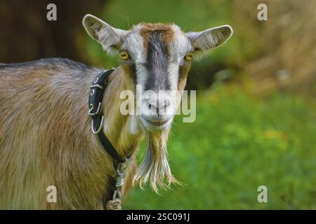 Close-up portrait of billy goat without horns Lietuva Stock Photo