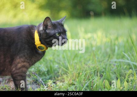 Black cat wearing a yellow collar, alert and standing in a grassy field Stock Photo