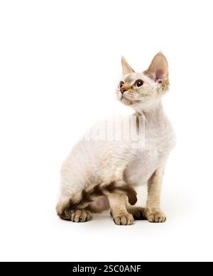 Devon Rex cat against white background Stock Photo
