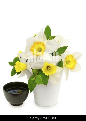 Narcissus bouquet and black bowl over white background Daugavpils, Latvia, Europe Stock Photo