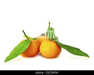 Three mandarins with green leaves over white Stock Photo
