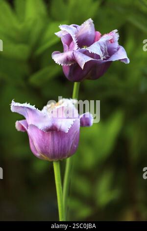 Two fresh purple tulips on green background Stock Photo