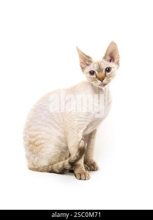 Devon Rex cat posing against white background Stock Photo