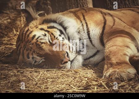 Portrait of Sleeping Tiger on the Hay Varna, Bulgaria, Europe Stock Photo
