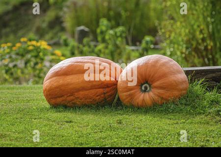 Two bog pumpkins on the lawn in countryside Latvia Stock Photo