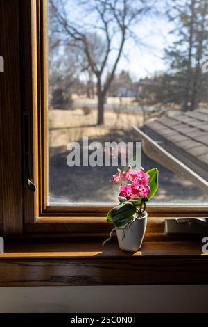 Macro view of a pink and white miniature moth orchid (phalaenopsis) on a window sill in natural sunlight Stock Photo