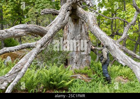 Beautiful even in death; European oak, Quercus robur in summer in Raasepori, southwestern Finland Stock Photo