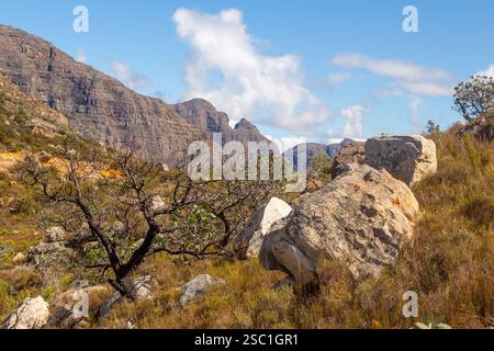 Panorama of the landscape in the beautiful Cederberg with a leavless tree on the left. Stock Photo