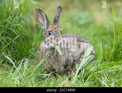 European wild rabbit, Oryctolagus cuniculus, in calm but attentive posture eating a leaf of blade of grass looking at the photographer against a blurr Stock Photo