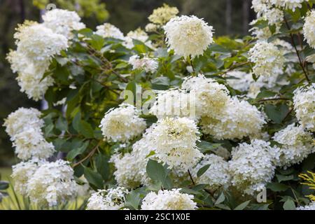Close-up of a beautiful white hydrangea Hydrangea paniculata flower cluster. Delicate blooms with a blurred green background. Perfect for nature, gard Stock Photo