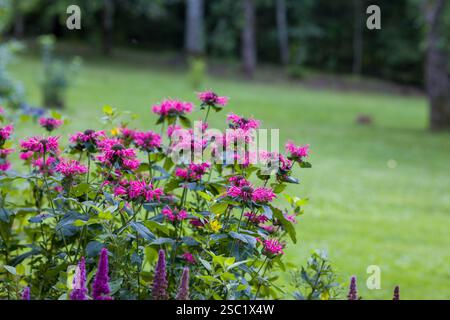Close-up of vibrant pink, purple Monarda, Bee Balm flowers. Detailed view with a blurred green garden background. Perfect for nature, garden, or flora Stock Photo