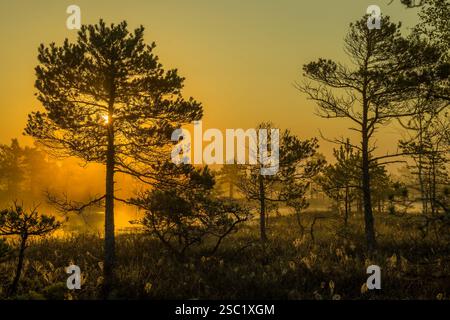 Serene wetland landscape at sunrise or sunset. Dark water reflects the colorful sky and silhouetted trees. Peaceful and tranquil nature scene. Perfect Stock Photo