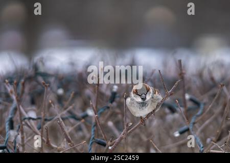 Male House sparrow on a bush in anticipation of spring with ringing chirps. City park background. House Sparrow (Passer domesticus). Stock Photo