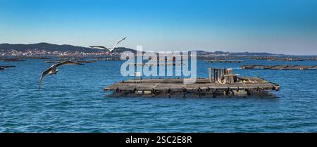 Mussel Aquaculture Rafts Batea, Mussel Growing Sea Platform, Batea Mussel Farms, Ria de Arousa, Arousa Estuary, Pontevedra, Galicia, Spain, Europe Stock Photo