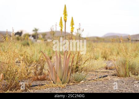 An aloe vera plant with tall yellow flower stalks in a dry, grassy field. High quality photo Stock Photo