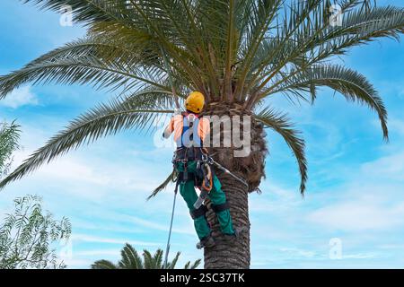Secured arborist in protective clothing working on a tall palm tree Stock Photo