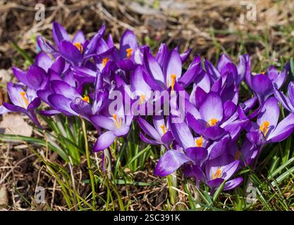 Crocus Vernus and  Crocus tommasinianus in garden at spring Stock Photo