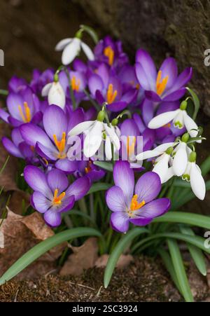 Crocus Vernus and  Crocus tommasinianus in garden at spring Stock Photo