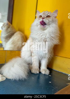 Close up of a persian cat sticking his tongue out of his mouth. Stock Photo