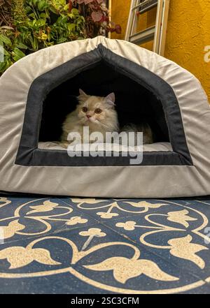 Close up of a persian cat sitting inside his tent Stock Photo