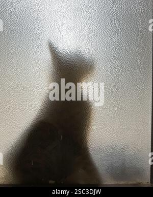 Silhouette of a cat captured sitting behind a frosted glass Stock Photo