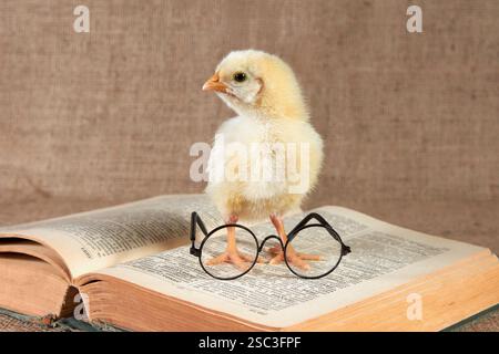 A small yellow-mouthed chicken sits on an open book dictionary of foreign languages with glasses. Stock Photo