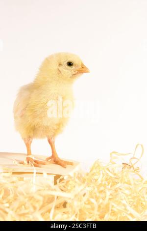 The little yellow chick in the hay in the box, isolated on white Stock Photo