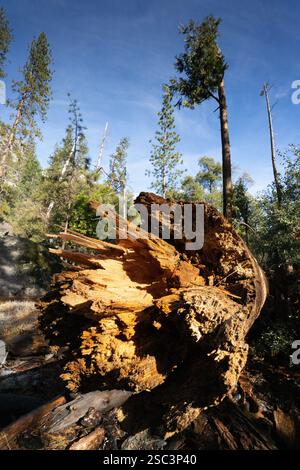 Fallen, decaying tree trunk in Yosemite National Park, likely a result of natural forces. Stock Photo