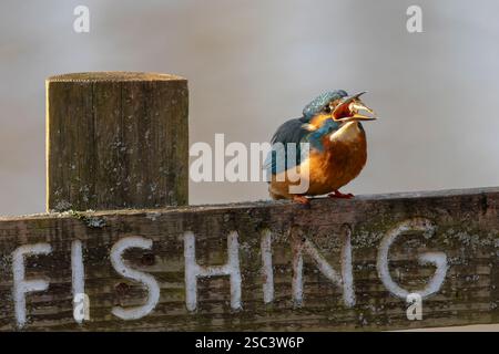 Close up front view of a kingfisher bird tossing up a small fish in its beak Stock Photo
