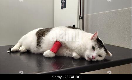 Tired and exhausted white cat with a bandaged paw and sad eyes lies powerlessly on a procedure table in a veterinary clinic after taking blood for ana Stock Photo