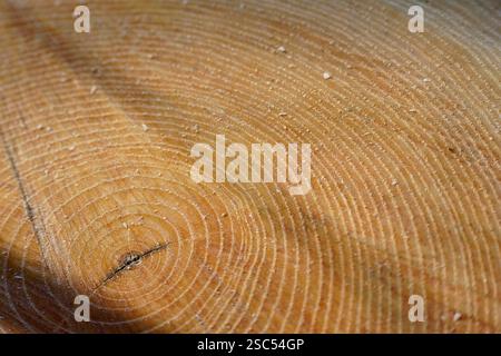 A few annual wood rings. These rings determine how old a tree is, when it's cutted Stock Photo