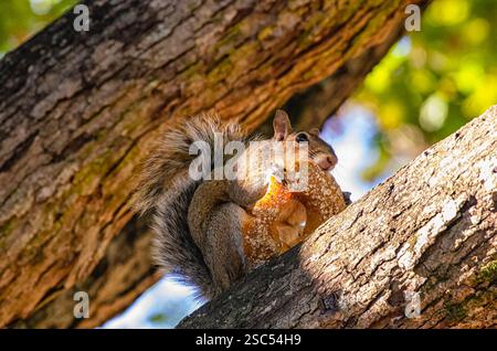 A playful eastern gray squirrel perches on a tree branch, eagerly nibbling on a bagel in a sunny park, showcasing urban wildlife adaptability. Stock Photo