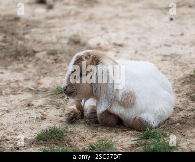 A young goat kid rests on the ground in a rural farm setting, its soft fur and relaxed posture conveying a peaceful moment in nature. Stock Photo