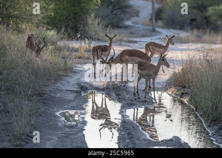 landscape with little Impala herd reflecting in puddle on dirt road in sandveld countrysight, shot in bright late spring dusk light near Namutoni, Nam Stock Photo