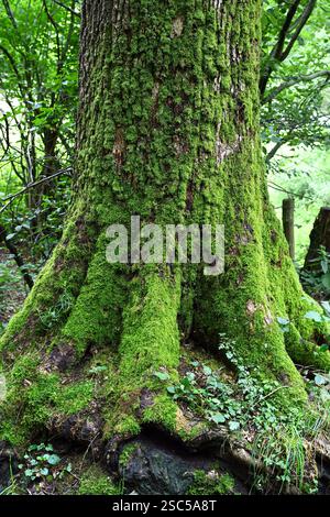 Moss covered oak tree trunk Stock Photo