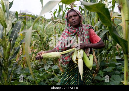 MGWELO VILLAGE, IDODI DIVISION, IRINGA, TANZANIA, May 2008: Miraim Omari, 48, mother of 9, strips leaves from ripe maize cobs she has just picked from her field.   Photo by Mike Goldwater/Reportage by Getty Images Stock Photo