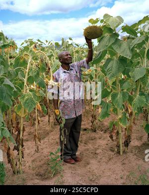 A man inspects a large sunflower in a field in Tanzania. Stock Photo